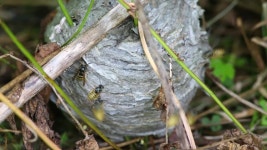 Worried Wasps Crawling On the 스톡 동영상 비디오(100% 로열티 프리) 1033374974 | Shutterstock