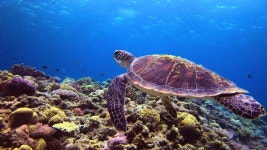 Close up of Green Turtle 스톡 동영상 비디오(100% 로열티 프리) 1033527251 | Shutterstock