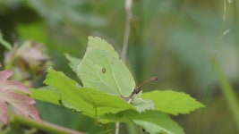 Brimstone Butterfly ( Gonepteryx Rhamni 스톡 동영상 비디오(100% 로열티 프리) 1033735064 | Shutterstock