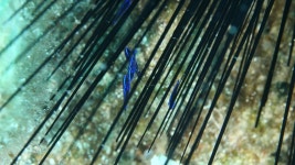 Sea Urchin Group On the 스톡 동영상 비디오(100% 로열티 프리) 1034381411 | Shutterstock