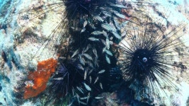 Sea Urchin Group On the 스톡 동영상 비디오(100% 로열티 프리) 1034381420 | Shutterstock