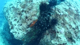 Sea Urchin Group On the 스톡 동영상 비디오(100% 로열티 프리) 1034381426 | Shutterstock