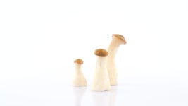 Three Small Oyster Mushrooms Rotating 스톡 동영상 비디오(100% 로열티 프리) 1034938973 | Shutterstock