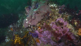 Wide Angle: Sea Urchins and 스톡 동영상 비디오(100% 로열티 프리) 1035382076 | Shutterstock