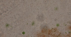 Euglena is a Genus of 스톡 동영상 비디오(100% 로열티 프리) 1035535880 | Shutterstock
