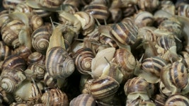 Closeup of White-lipped Snail (cepaea 스톡 동영상 비디오(100% 로열티 프리) 1037590070 | Shutterstock