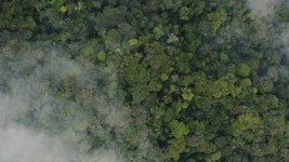Dense Rainforest Jungle Covered with Stock Footage Video (100% Royalty-free) 1038226880 | Shutterstock