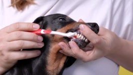 Owner Carefully Brushes the Teeth 스톡 동영상 비디오(100% 로열티 프리) 1038619607 | Shutterstock