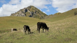 Two Spotted Dark Cow On 스톡 동영상 비디오(100% 로열티 프리) 1038864221 | Shutterstock
