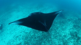 Scate digital assets for download | Creative Market