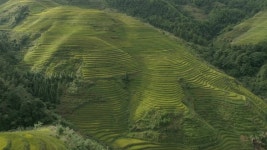 Longji Rice Terrace in Ping 스톡 동영상 비디오(100% 로열티 프리) 1039542530 | Shutterstock
