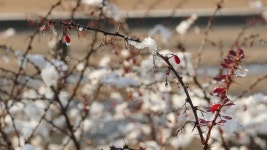 Slow Melting First Snow On 스톡 동영상 비디오(100% 로열티 프리) 1041593938 | Shutterstock