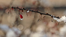 Slow Melting First Snow On 스톡 동영상 비디오(100% 로열티 프리) 1041593947 | Shutterstock