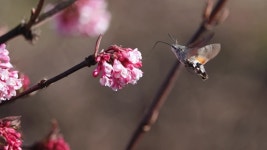 A Hummingbird Hawk-moth Sucks Nectar 스톡 동영상 비디오(100% 로열티 프리) 1042668751 | Shutterstock