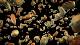 Mixed Nuts Exploding in Air. 스톡 동영상 비디오(100% 로열티 프리) 1042923979 | Shutterstock