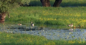 The Greylag Goose in Kopacki 스톡 동영상 비디오(100% 로열티 프리) 1043819413 | Shutterstock