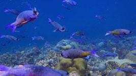 Swimming School of Blue and 스톡 동영상 비디오(100% 로열티 프리) 1047104146 | Shutterstock