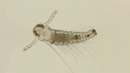 Late-stage Worm Larva Nektoheta Under 스톡 동영상 비디오(100% 로열티 프리) 1047161572 | Shutterstock