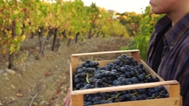 Farm Shop Online. Organic Farming. 스톡 동영상 비디오(100% 로열티 프리) 1047733099 | Shutterstock