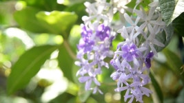 Beautiful Purple Wreath (petrea Volubilis) 스톡 동영상 비디오(100% 로열티 프리) 1048057597 | Shutterstock