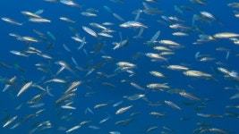 Large School of Sprats Swim 스톡 동영상 비디오(100% 로열티 프리) 1048251289 | Shutterstock