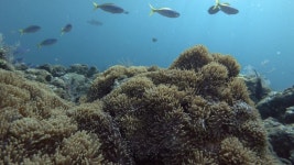 School of Fusilier Swim Over 스톡 동영상 비디오(100% 로열티 프리) 1048473370 | Shutterstock