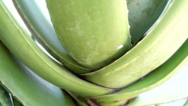 Aloe Vera Closeup Slow Motion. 스톡 동영상 비디오(100% 로열티 프리) 1050041566 | Shutterstock