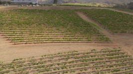 Hunter Valley Wine Region Australia. 스톡 동영상 비디오(100% 로열티 프리) 1050584809 | Shutterstock