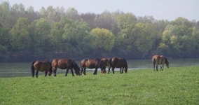 Horses On a Pasture Near 스톡 동영상 비디오(100% 로열티 프리) 1050999784 | Shutterstock