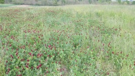 Crimson Clover Field at Spring 스톡 동영상 비디오(100% 로열티 프리) 1051541761 | Shutterstock