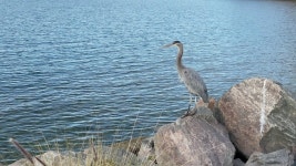 Heron at the Shore of 스톡 동영상 비디오(100% 로열티 프리) 1051996792 | Shutterstock