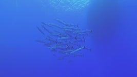 School of Barracudas Swim in 스톡 동영상 비디오(100% 로열티 프리) 1052262826 | Shutterstock