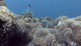 경기트로피칼피쉬 | Tropical Fish Swim in the 스톡 동영상 비디오(100% 로열티 프리) 1052689352 | Shutterstock