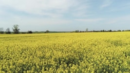 Blooming Colza Rapeseed Fields in 스톡 동영상 비디오(100% 로열티 프리) 1053194144 | Shutterstock