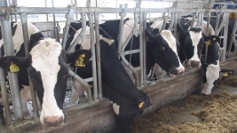 Cowshed Where There are a 스톡 동영상 비디오(100% 로열티 프리) 1053235958 | Shutterstock