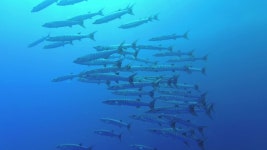 School of Barracudas Swim in 스톡 동영상 비디오(100% 로열티 프리) 1054052078 | Shutterstock
