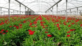 Aerial Footage of Gerberas in 스톡 동영상 비디오(100% 로열티 프리) 1054344464 | Shutterstock