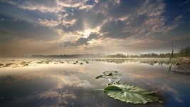Lilly Pads On Pond, Oregon 스톡 동영상 비디오(100% 로열티 프리) 1055023859 | Shutterstock