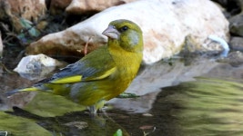 European Greenfinch (chloris Chloris) Spain 스톡 동영상 비디오(100% 로열티 프리) 1055076110 | Shutterstock