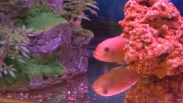 경기트로피칼피쉬 | Tropical Fish Swimming in Lighted 스톡 동영상 비디오(100% 로열티 프리) 10556648 | Shutterstock