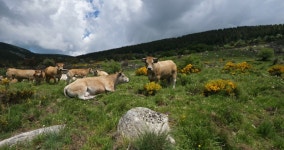 Cattle in the National Park 스톡 동영상 비디오(100% 로열티 프리) 1055737823 | Shutterstock