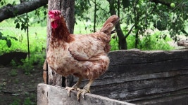 One Beautiful Brown Hen in 스톡 동영상 비디오(100% 로열티 프리) 1056695894 | Shutterstock