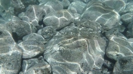 Sarpa Salpa (salema) Fish Swimming 스톡 동영상 비디오(100% 로열티 프리) 1056749222 | Shutterstock
