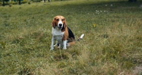 A Beautiful Dog of Breed 스톡 동영상 비디오(100% 로열티 프리) 1057977652 | Shutterstock
