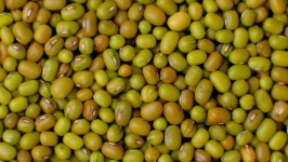 Green Mung Bean Rotation 360. 스톡 동영상 비디오(100% 로열티 프리) 1058872093 | Shutterstock