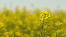 Rape Seed Fields Moving in 스톡 동영상 비디오(100% 로열티 프리) 1059009812 | Shutterstock