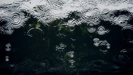 Koi Fish Swim in an 스톡 동영상 비디오(100% 로열티 프리) 1060510687 | Shutterstock