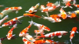 A Group of Koi or 스톡 동영상 비디오(100% 로열티 프리) 1060616836 | Shutterstock