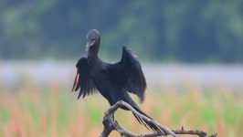 Cormorant in Tree 스톡 동영상 비디오(100% 로열티 프리) 1060754188 | Shutterstock