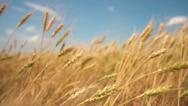 Wheat Field, Ears of Wheat Stock Footage Video (100% Royalty-free) 1061120194 | Shutterstock